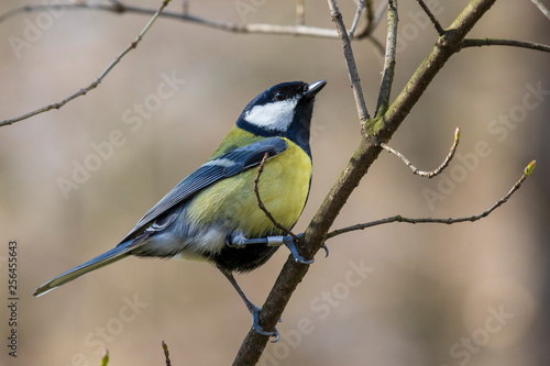 Great tit with leg band posing on twig