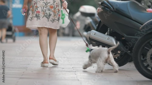 Wallpaper Mural Back view of a woman walking west highland white terrier in the city. Curious and active dog wants to explore the street Torontodigital.ca