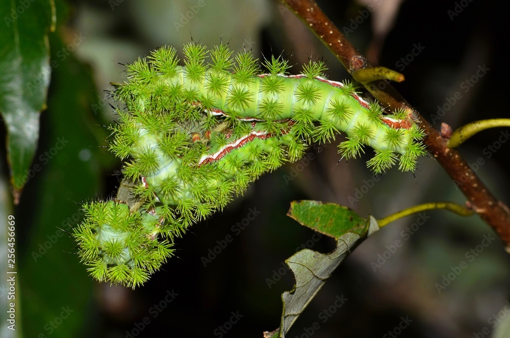 Naklejka premium Three toxic IO caterpillars gathered on an Oak tree stem feeding on leaves in Houston, TX. These have reached their final instar stage and will soon pupate.