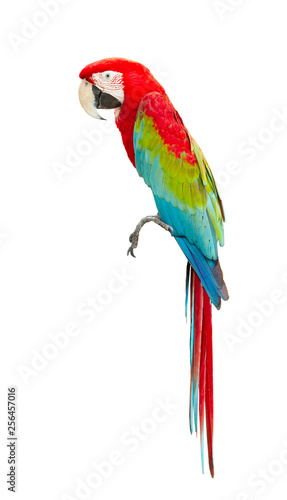 Macaw isolated on white background © Direk Takmatcha