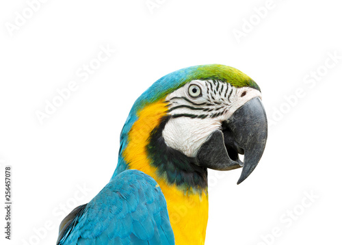 Macaw isolated on white background © Direk Takmatcha
