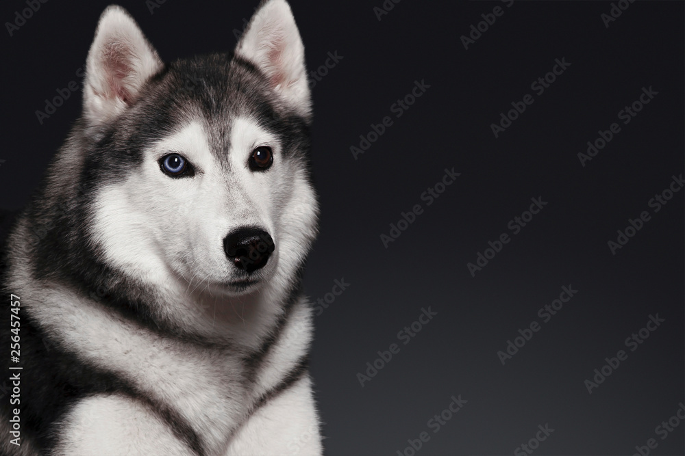 Beautiful Siberian Husky dog with blue and brown eyes, posing in studio on dark background