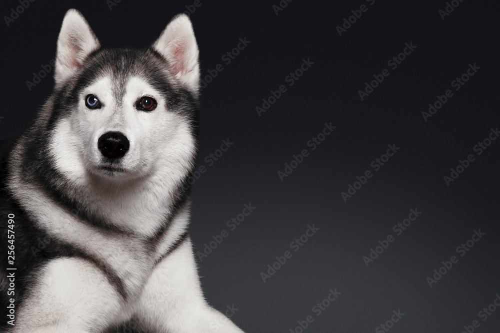 Obraz premium Beautiful Siberian Husky dog with blue and brown eyes, posing in studio on dark background