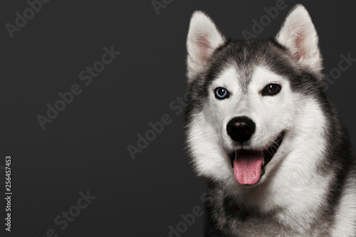 Beautiful Siberian Husky dog with blue and brown eyes  posing in studio on dark background