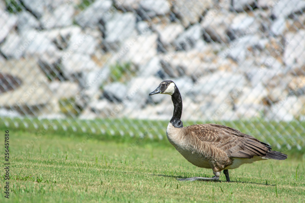 canada goose on green grass