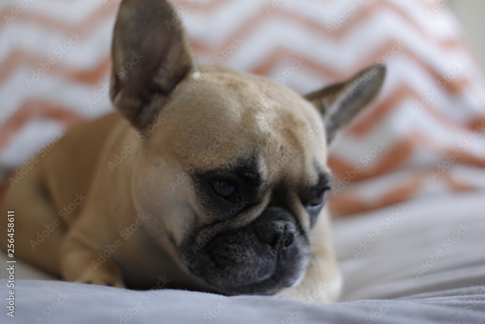 Fototapeta premium DOG 4