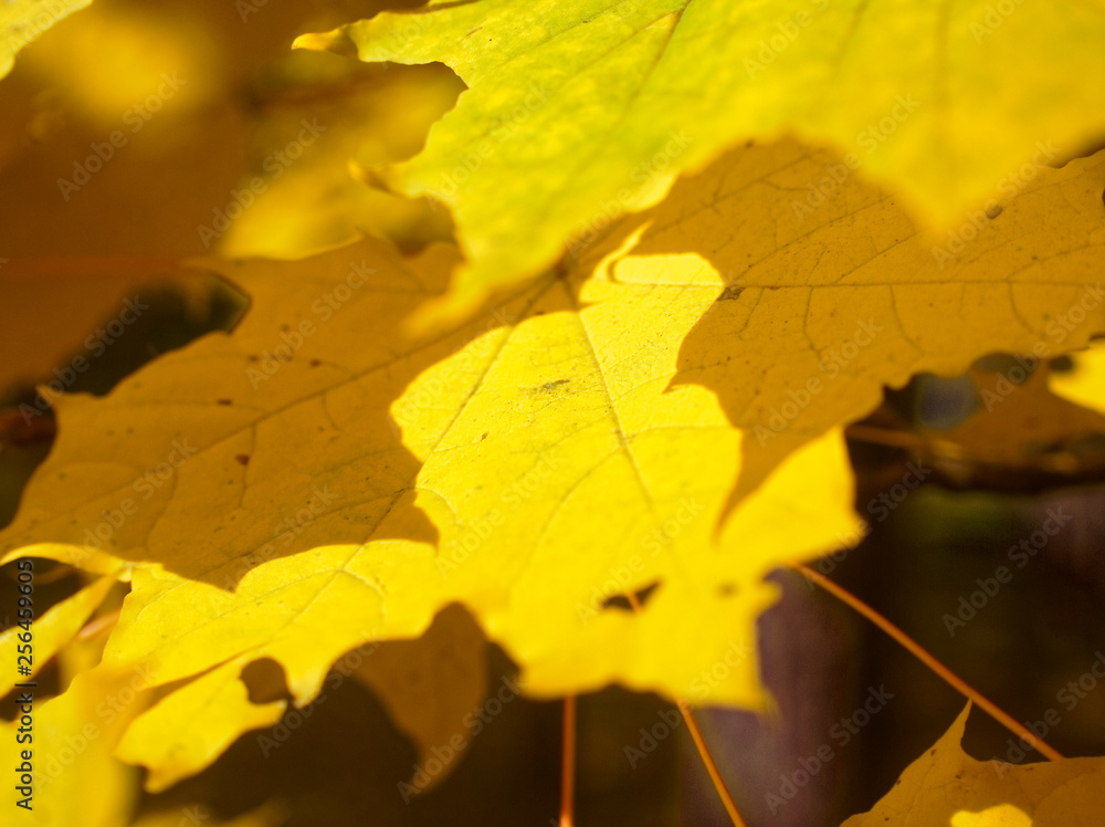 bright yellow autumn leaves on a clear day bright yellow autumn leaves on a clear day