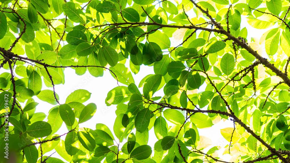 Backlit tree leaves in home flower garden on sunny day with white background. Backlit tree leaves in home flower garden on sunny day with white background.