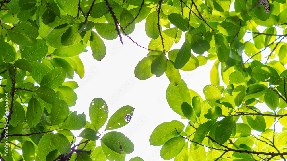 Panorama backlit tree leaves in home flower garden on sunny day with white background. Panorama backlit tree leaves in home flower garden on sunny day with white background.