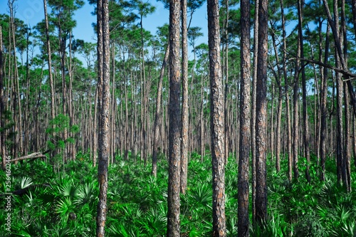 Tropical Forests - Yucatan  Mexico