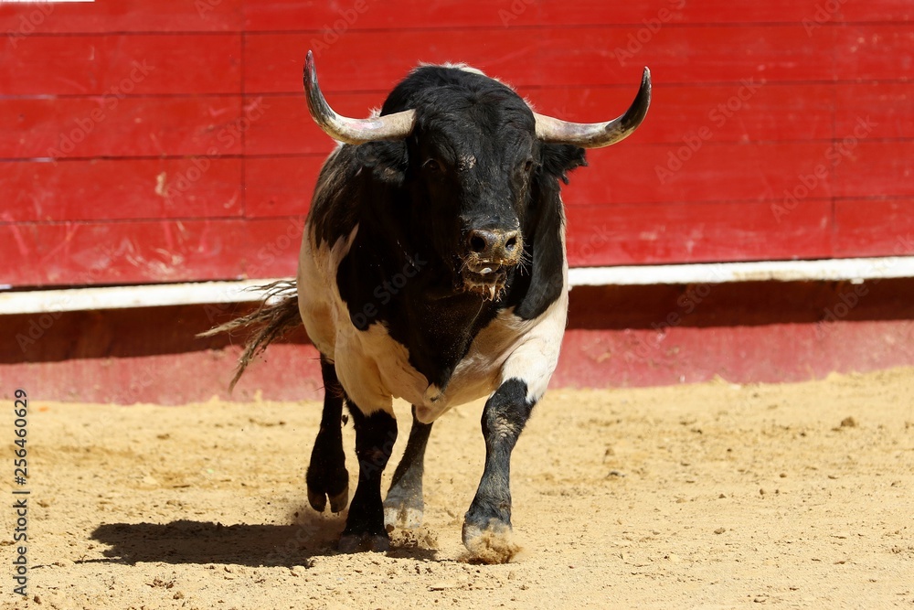 toro toro