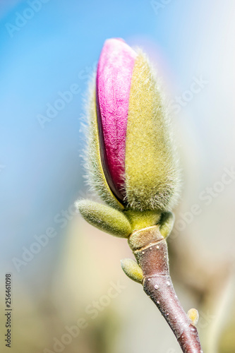 Blooming magnolia tree in springtime photo