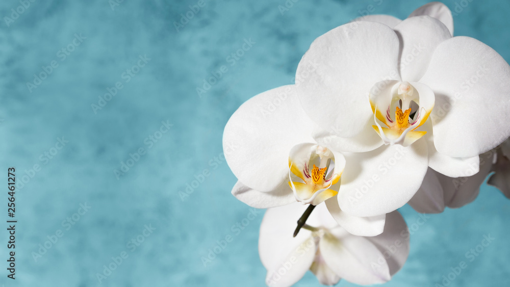 White orchid on blue background. Copy space. 16х9 White orchid on blue background. Copy space. 16х9