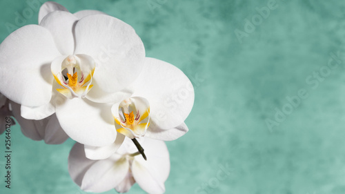 White orchid on green background. Copy space. 16х9 