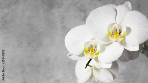 White orchid on gray background. Copy space, 16х9.