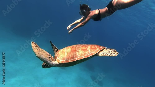 Sea turtle and woman swimming together slow motion photo