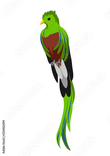Illustration of quetzal. Tropical exotic bird on white background.