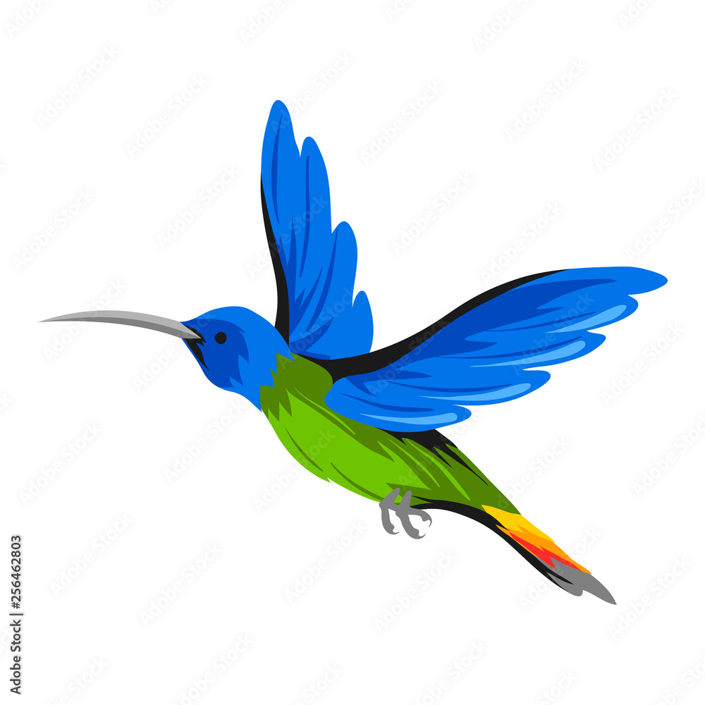 Fototapeta premium Illustration of hummingbird. Tropical exotic bird on white background.