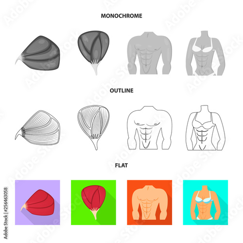 Vector illustration of fiber and muscular symbol. Set of fiber and body  stock vector illustration.