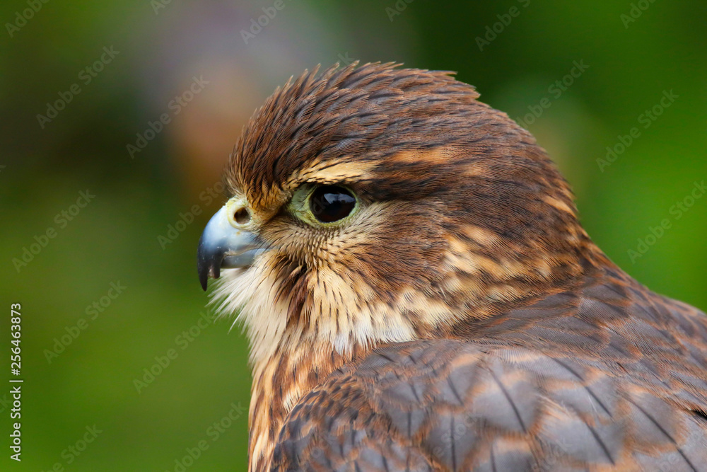 Merlin (Falco columbarius) Bird of Prey close up head and shoulders Merlin (Falco columbarius) Bird of Prey close up head and shoulders