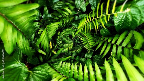 Fototapeta Naklejka Na Ścianę i Meble -  Tropical green leaf
