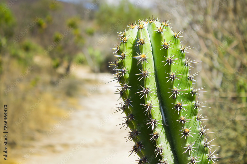 Naklejka premium Epines de cactus en gros plan