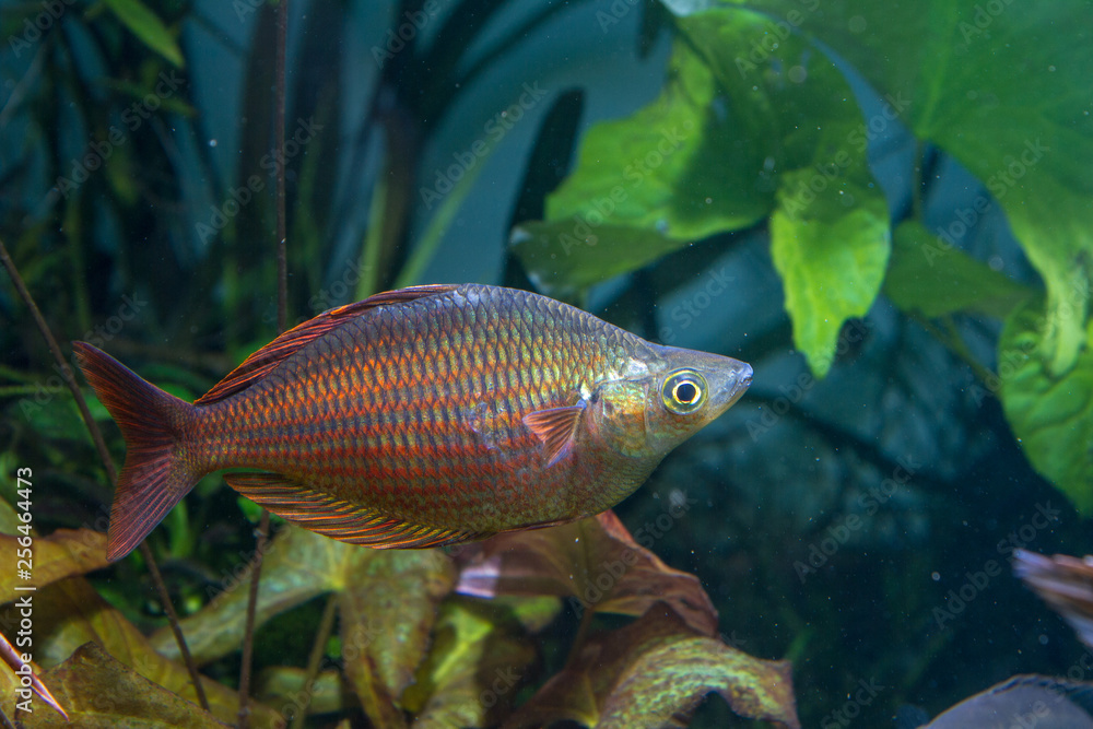 Silver red rainbowfish (Melanotaenia sp.) in planted tank Silver red rainbowfish (Melanotaenia sp.) in planted tank