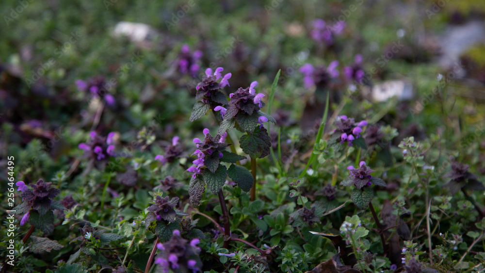 Obraz premium purple clover meadow