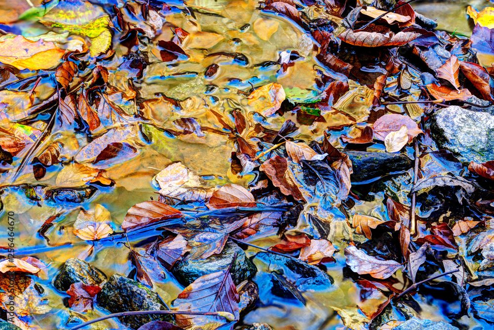 Fall background. Autumn leaves floating in water texture.