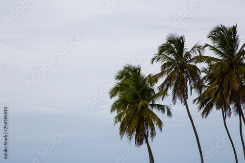 Palms in the Sky