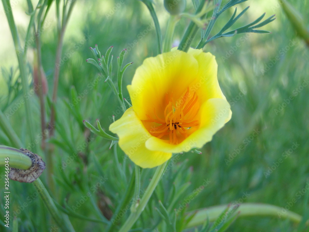 Obraz premium Pretty yellow flower