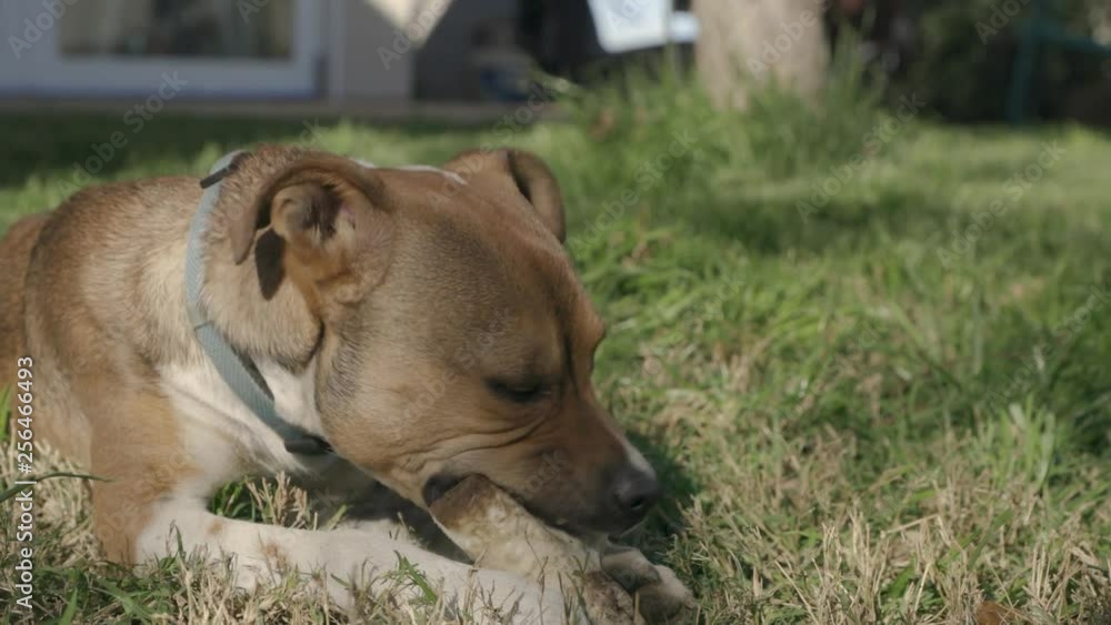 Young brown dog with a blue collar chewing on a rawhide bone in the backyard. Young brown dog with a blue collar chewing on a rawhide bone in the backyard.