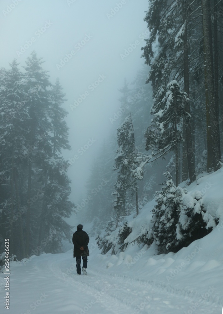 Winter snow mountain forest landscape. Snow covered trees on winter snow mountains. 