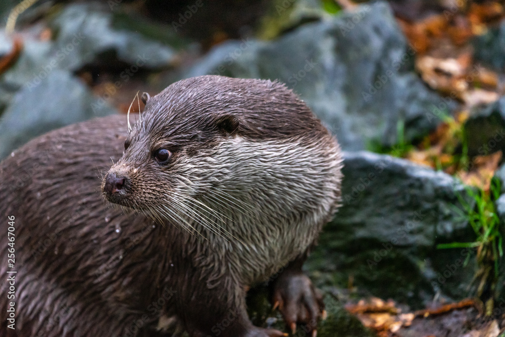 Cut otter looking attentively and curiously over its right shoulder to the left. Cut otter looking attentively and curiously over its right shoulder to the left.
