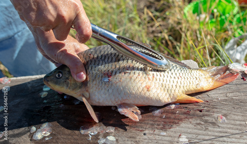 A man cuts a knife fish in nature