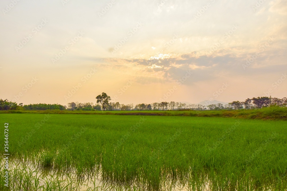 Green rice fields With the background as the evening sun is falling.