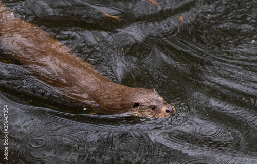 Otter swims fast and manoeuvrable through a pond