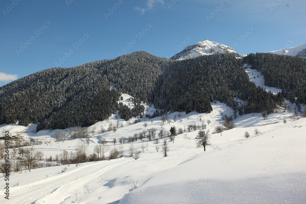 Winter snow mountain forest landscape. Snow covered trees on winter snow mountains. 
