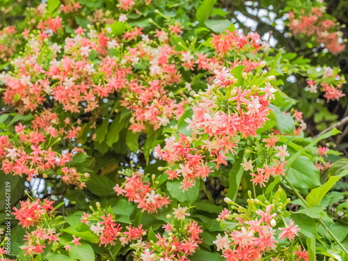 Wallpaper Mural Beautiful Quisqualis indica cherry blossom on branches with green nature blurred background, known as Chinese honeysuckle, Rangoon Creeper and Combretum indicum. Torontodigital.ca
