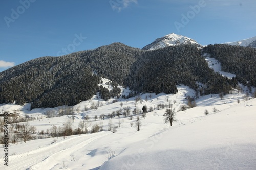 Winter snow mountain forest landscape. Snow covered trees on winter snow mountains. 