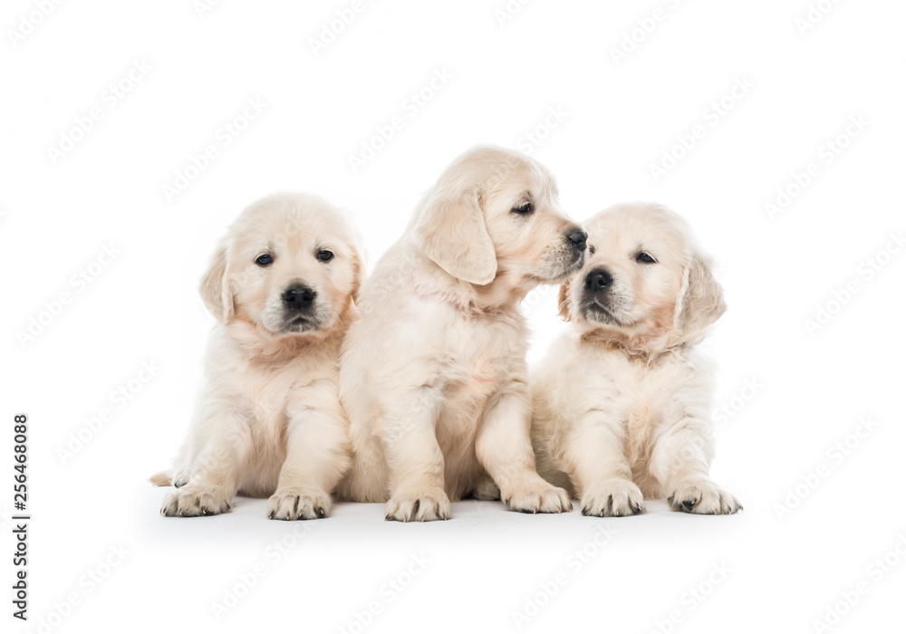 Emotional behaviour of golden retriever puppies sitting isolated Emotional behaviour of golden retriever puppies sitting isolated