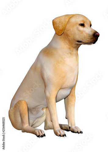 3D Rendering Labrador Dog on White