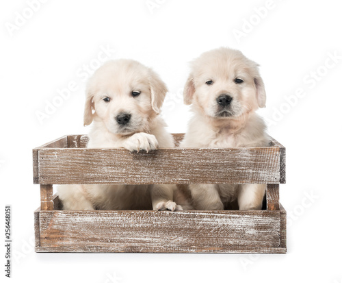 Four golden retriever puppies in basket isolated