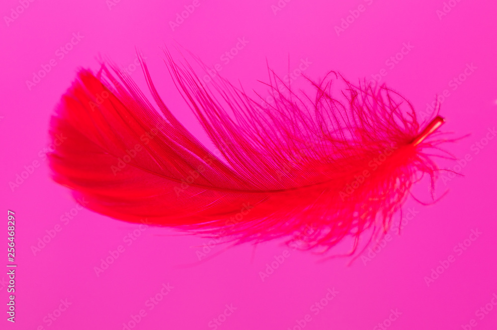 Red feather isolated on pink background Red feather isolated on pink background