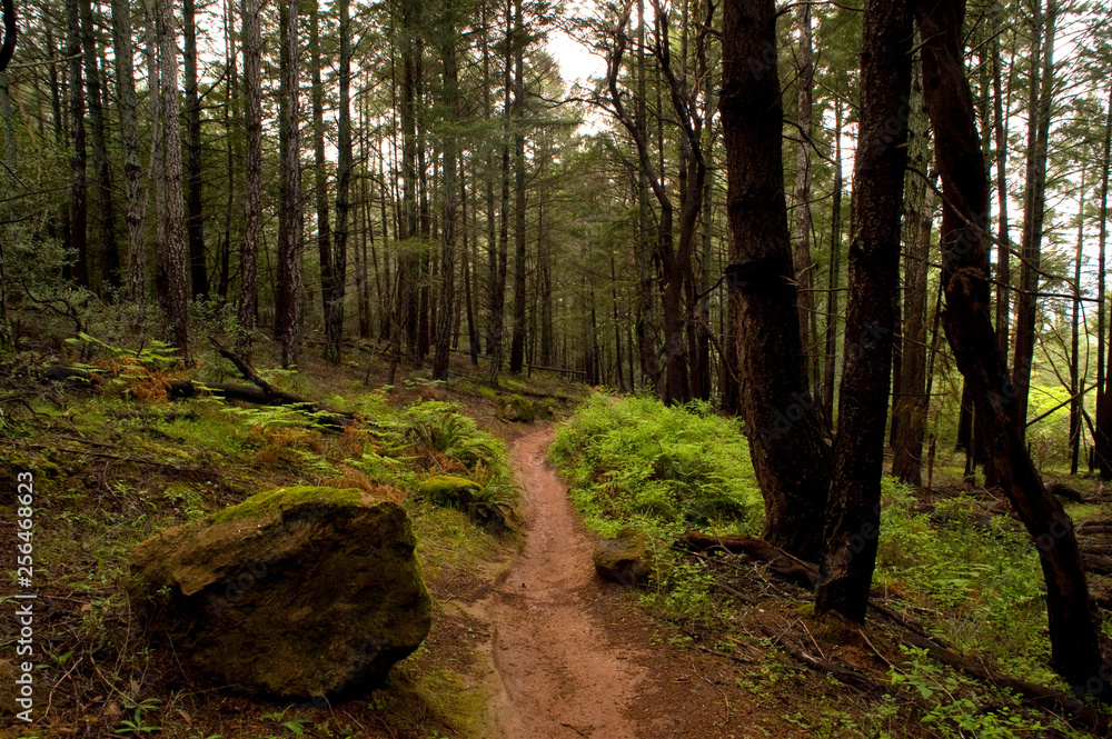 Fototapeta premium Trail in annadel