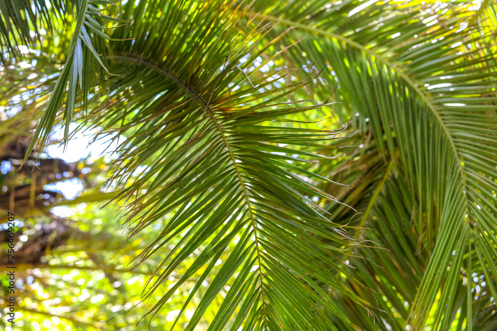 Palm trees in the park. Subtropical climate Palm trees in the park. Subtropical climate