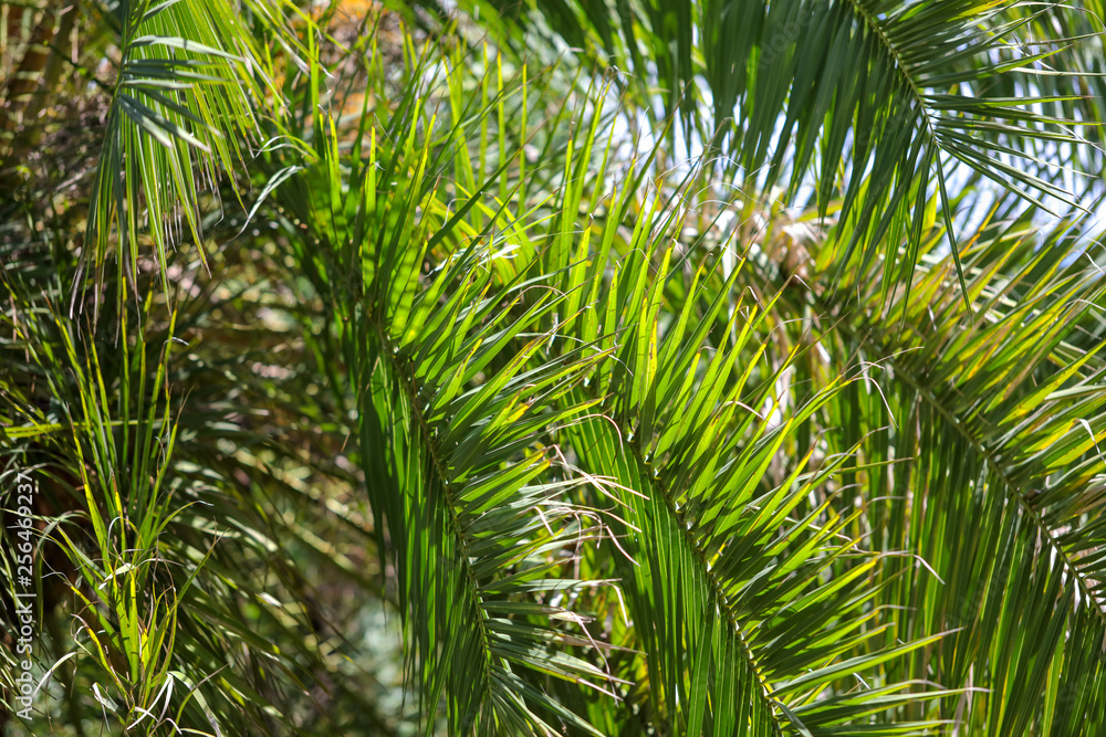 Fototapeta premium Palm trees in the park. Subtropical climate