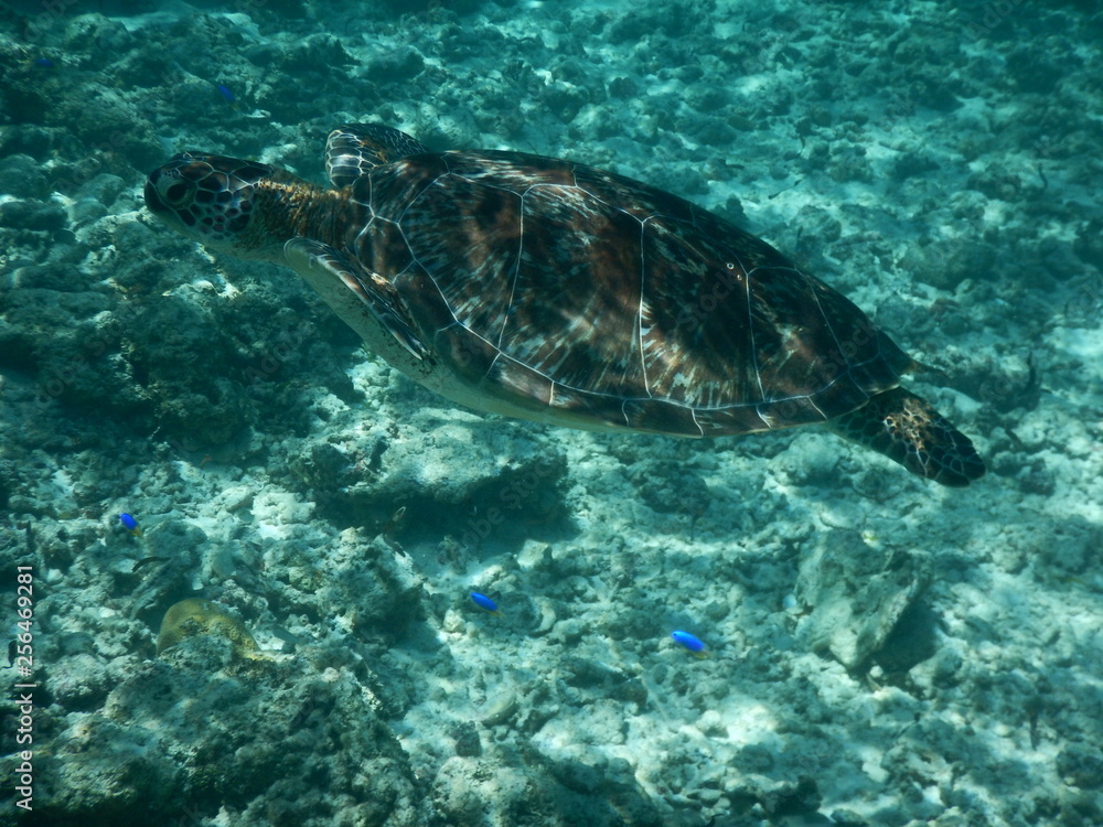 Naklejka premium Meeresschildkröte