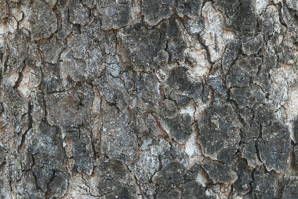 Tree background and texture. Tree background and texture.