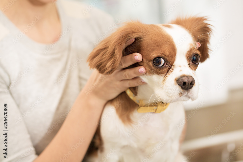 Gorgeous woman beinging her dog to the vet clinic Gorgeous woman beinging her dog to the vet clinic